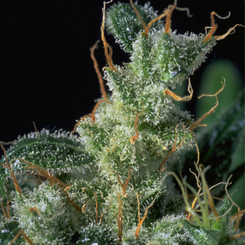 Serious Seeds - Kali Mist